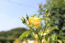 용인와이페이 사용처, 혜택, 신청방법까지 총정리