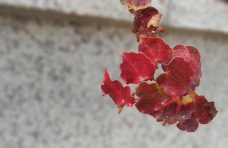 성남사랑상품권 사용처, 혜택, 신청방법까지 총정리 10 성남사랑상품권 사용처, 혜택, 신청방법까지 총정리